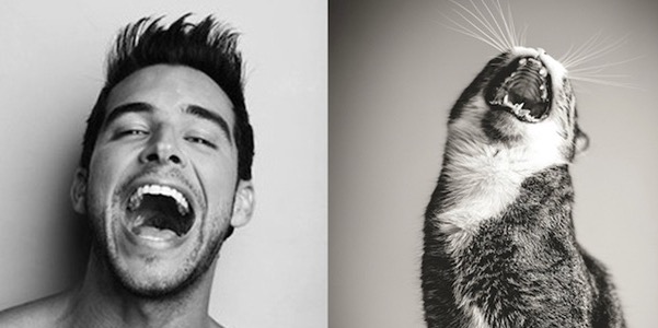 men-and-kittens-yawn men-and-kittens-yawn