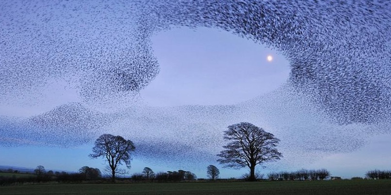 Murmuration